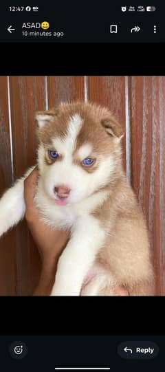 Siberian husky blue eyes pair