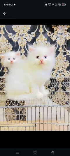 Persian