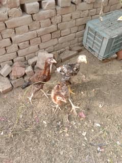Aseel mianwali
