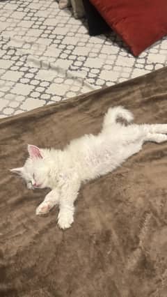 Persian white kitten