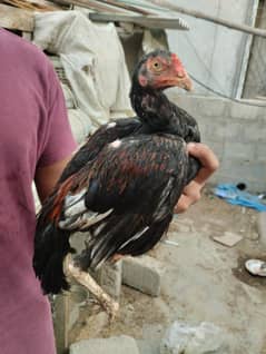 Aseel chicks/patha for sale