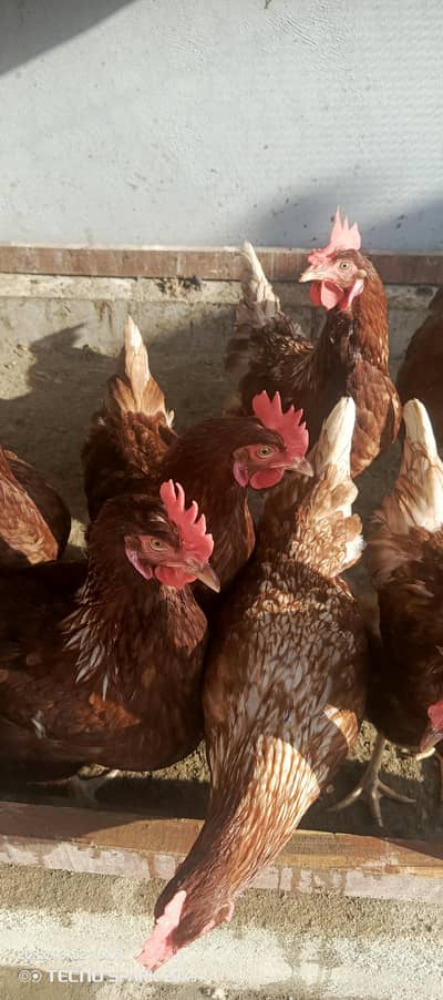 Egg lying Lohman Brown