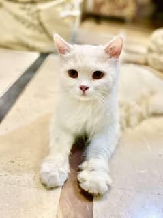 ·fluffy white pure Persian cat - healthy & playful - urgent sale!