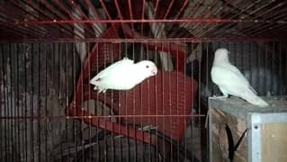 albino black eyes brider pair with cage