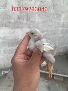 heera aseel chick