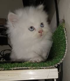 Persian