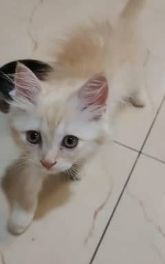 playing