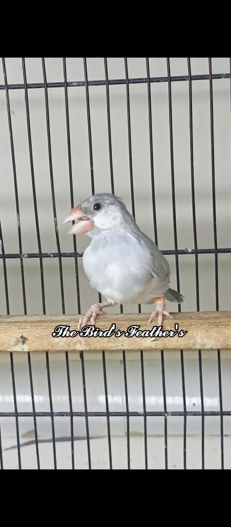 silver java breeder pair available and 1 patha available 0