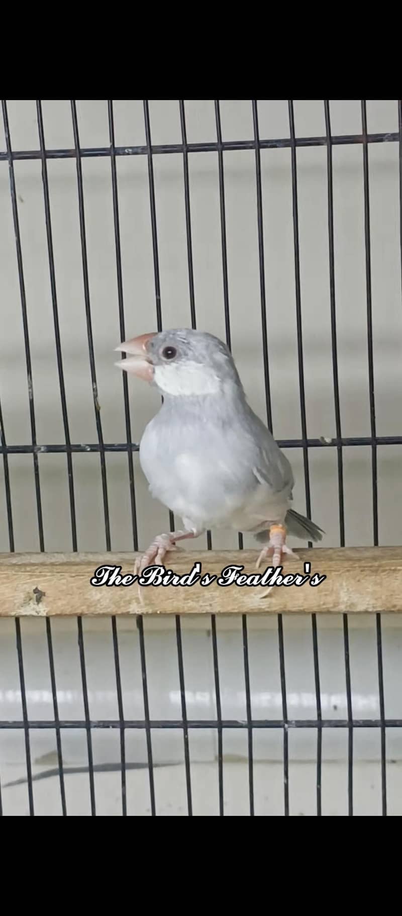 silver java breeder pair available and 1 patha available 1