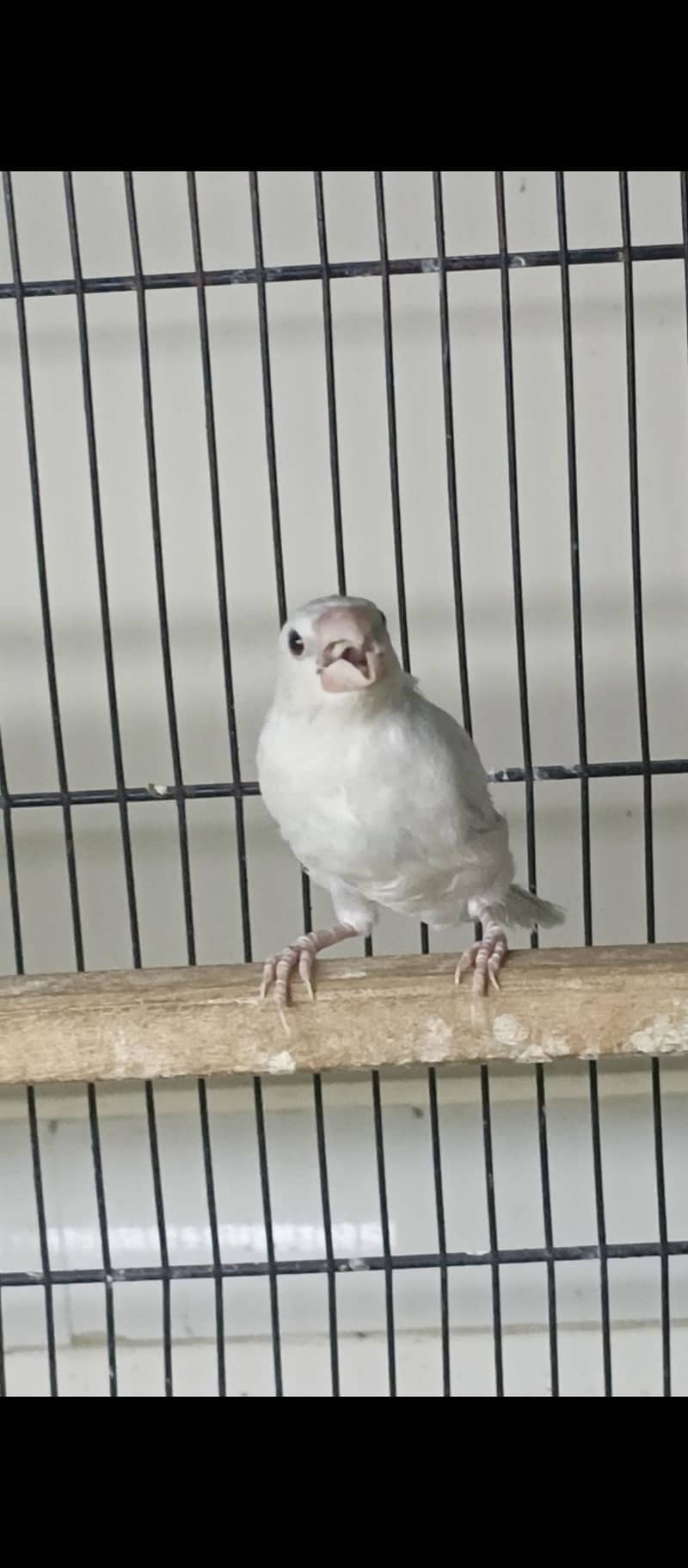 silver java breeder pair available and 1 patha available 2