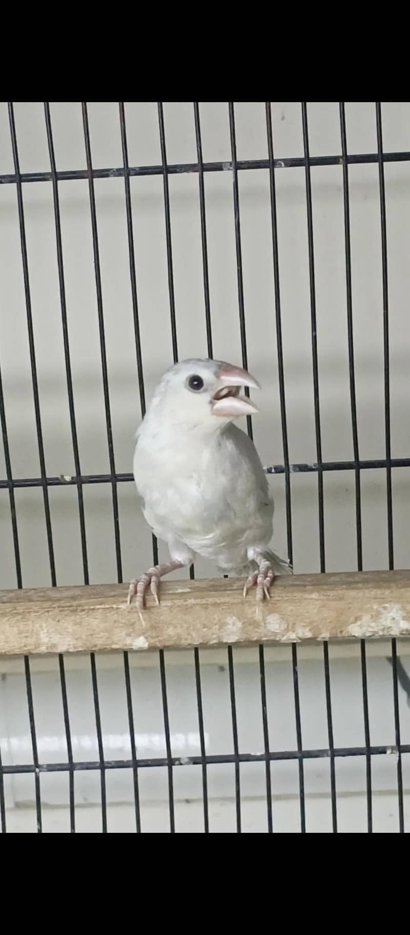 silver java breeder pair available and 1 patha available 3