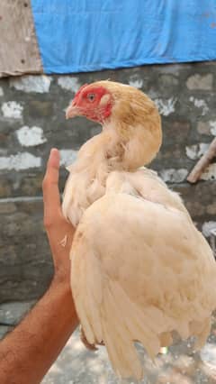 Heera