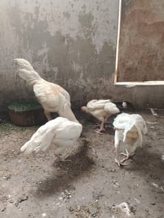 pepar wait female
