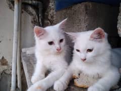 pair