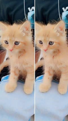 Eyes color blue nd golden color of cat
