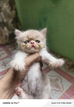 kitten.