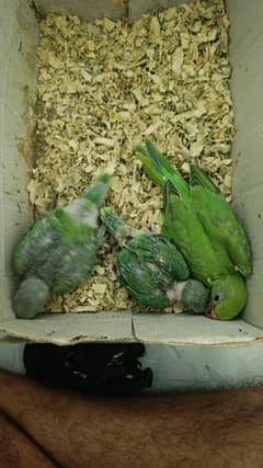 Ringneck chicks