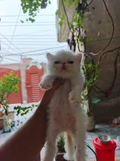 Fluffy Kittens/ Cute kittens/ triple coat/Persian kitten