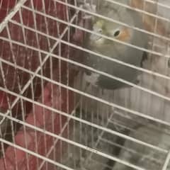 cocktail female and 1 bajri both for sale