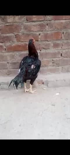 aseel pair