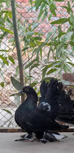 Pigeon sale