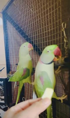 Raw Pair