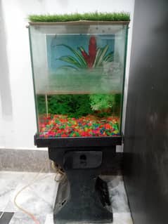 Aqurium