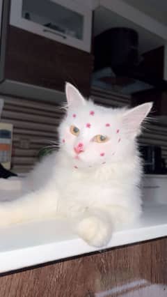 White Persian Cat
