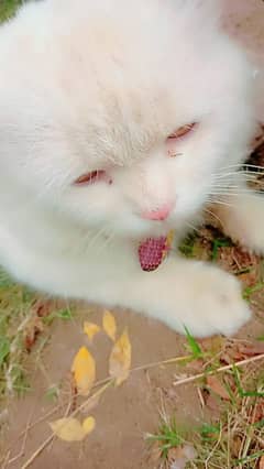 cat for sale