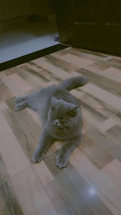 Persian cat for sale trand house cat
