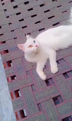 pershian Female cat odd eyes cat for sale whatsup nbr 03084970434