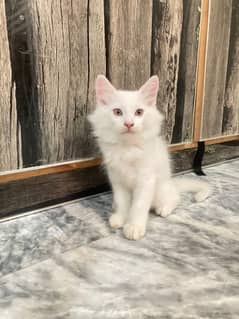 Persian