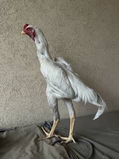 Japanese Shamo male Heera