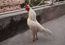aseel mianwali