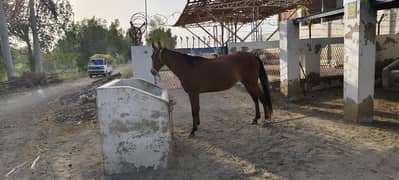 Female Horse for sale