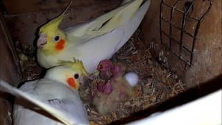 Cream cocktails breeding pairs and handtamed