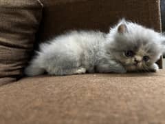 Peki bloodline female kitten