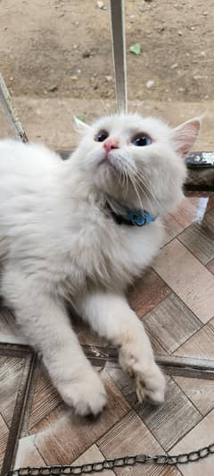Persian 3 coated punch face