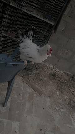 misri 3 months chicks full active