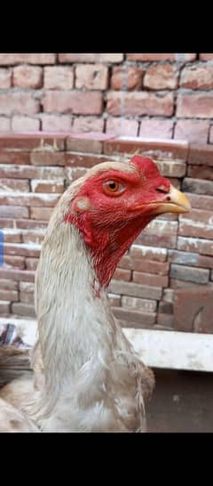 shamo male for sale