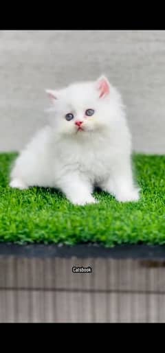 blue eyes white Persian kitten|Triple long coat |WhatsApp. 03250387943