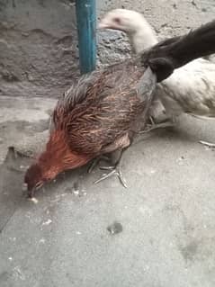 morgi 3 hai or ek morga hai urgent sale