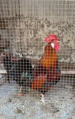 A hen and a roaster for sale.