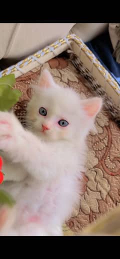Persian