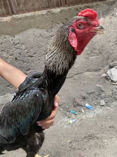 Aseel O Shamo rooster For Sale