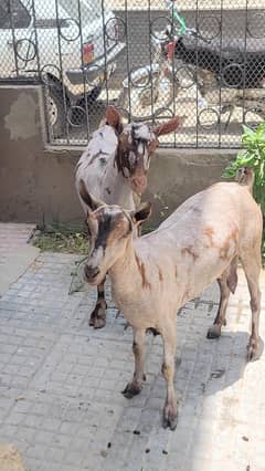 Salalah omani breeder pair and male