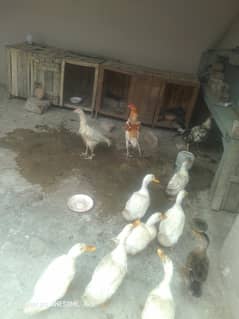 healthy home breed ducks and hens or lucky kabooter for sale