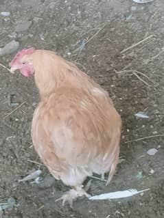 For Sale