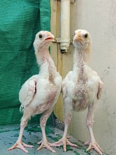 Aseel Heera Chicks | White Paper | Pure White heera breeder pair | Hen