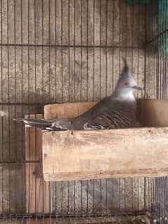 cristed doves breader pairs